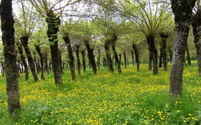 Pour un réseau jésuite écologie et développement intégral au Liban